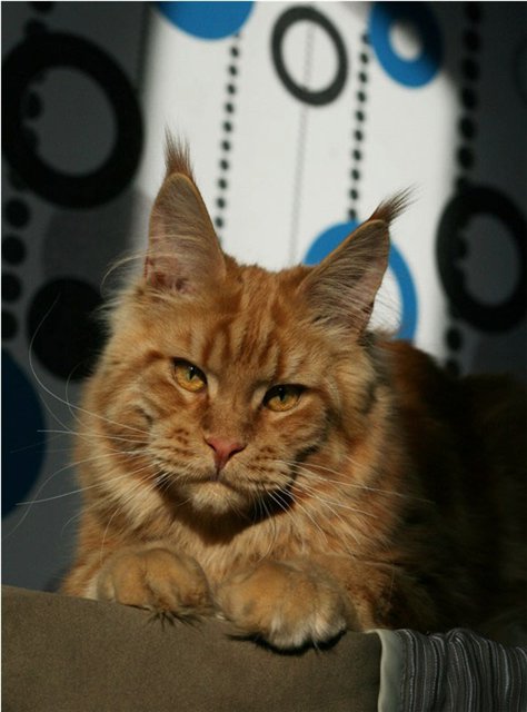 Respectcoon I'RUS - мейн-кун