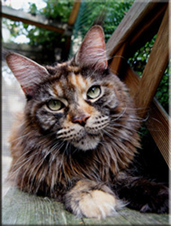 Langstteich's ES'Sweet Carolina - мейн-кун