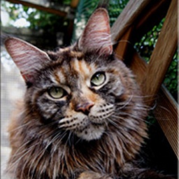 Langstteich's ES'Sweet Carolina