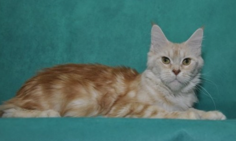 Elza Perfect Cat - мейн-кун