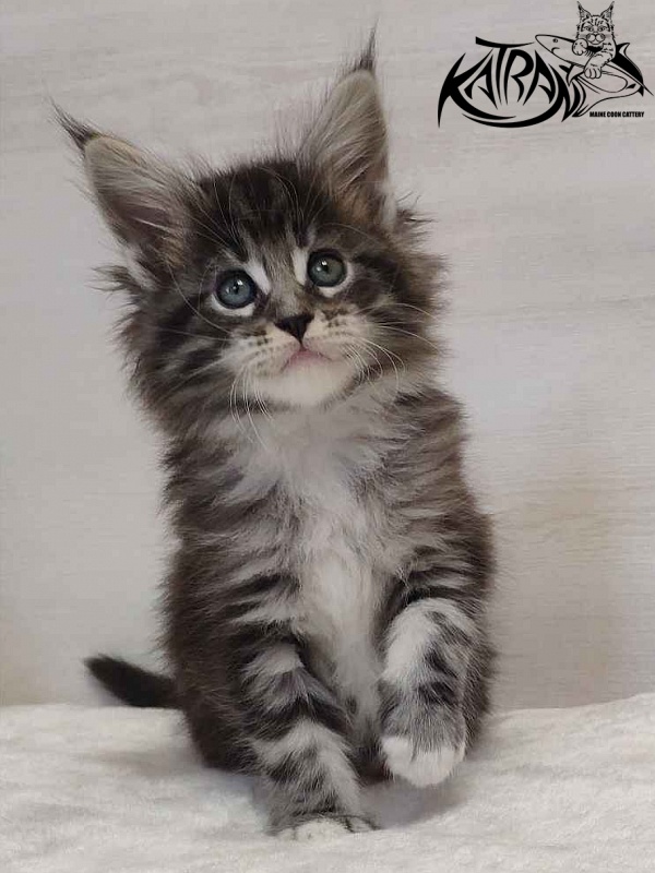 Katran Odessa - Кошеня мейн-кун 1 місяць 2 тижні