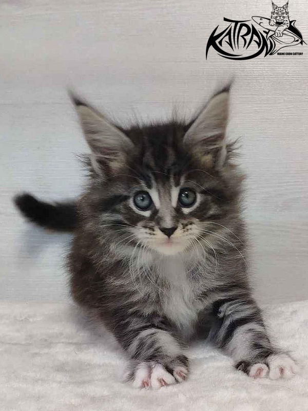 Katran Odessa - Кошеня мейн-кун 1 місяць 2 тижні
