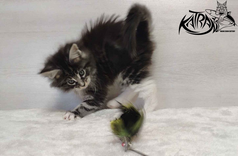 Katran Odessa - Кошеня мейн-кун 1 місяць 2 тижні