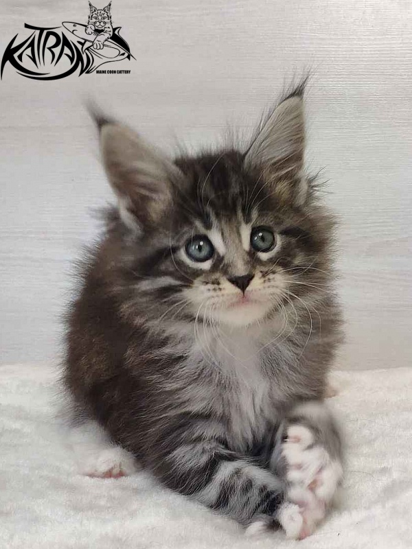 Katran Odessa - Кошеня мейн-кун 1 місяць 2 тижні