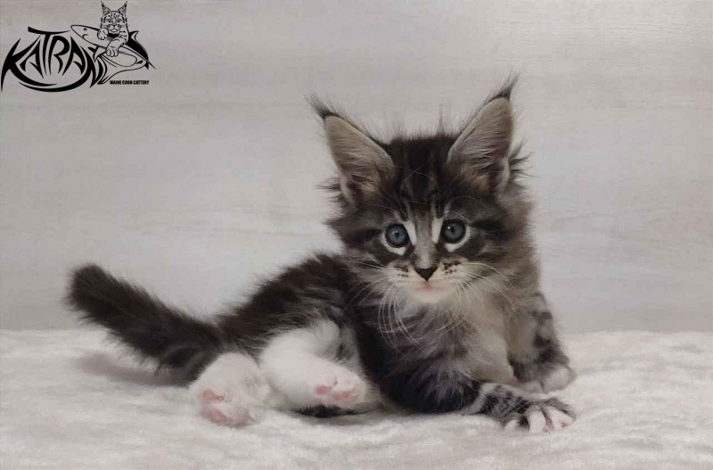 Katran Odessa - Кошеня мейн-кун 1 місяць 2 тижні