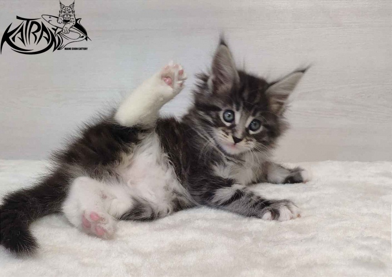 Katran Odessa - Кошеня мейн-кун 1 місяць 2 тижні