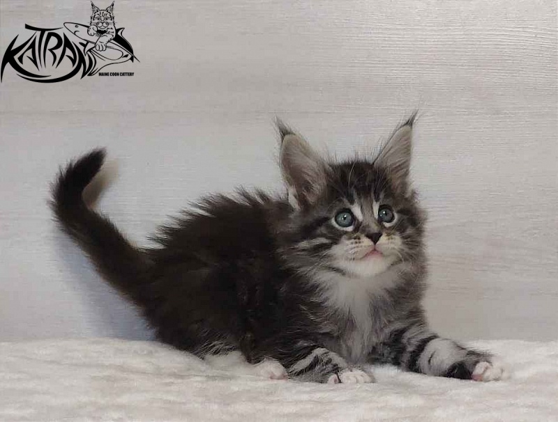 Katran Odessa - Кошеня мейн-кун 1 місяць 2 тижні