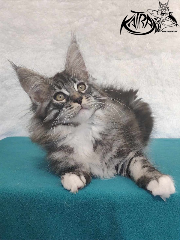 Katran Odessa - Кошеня мейн-кун 3 місяця