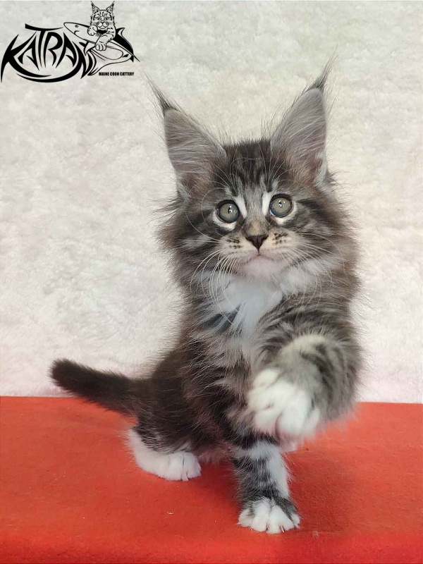Katran Odessa - Кошеня мейн-кун 2 місяця