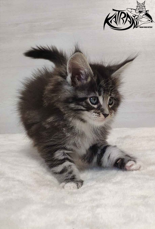 Katran Odessa - Кошеня мейн-кун 1 місяць 2 тижні