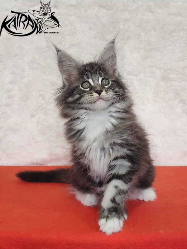 Katran Odessa - Кошеня мейн-кун 2 місяця