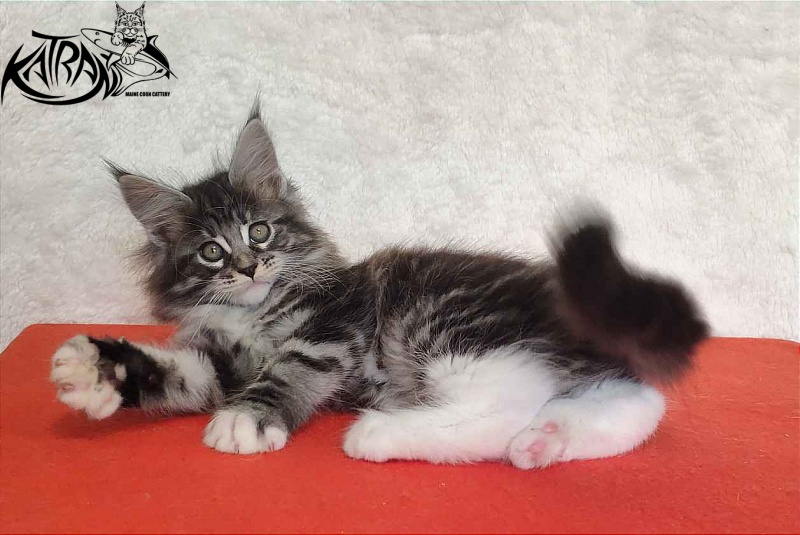 Katran Odessa - Кошеня мейн-кун 2 місяця