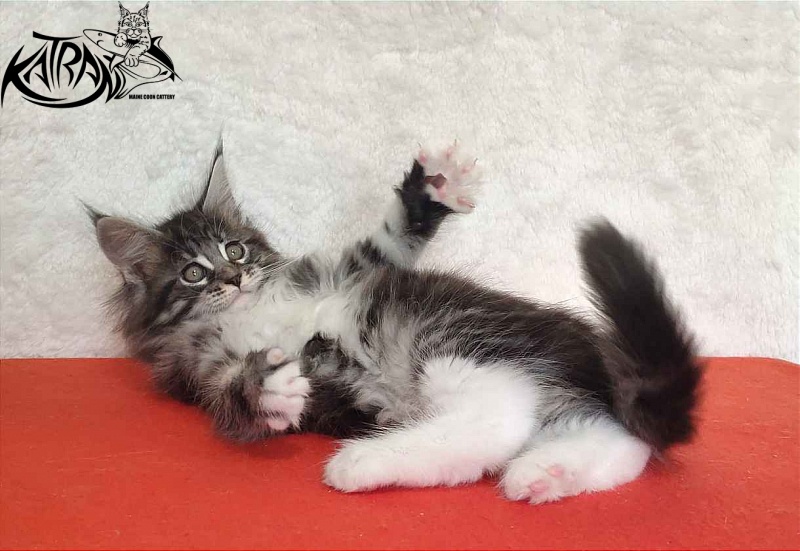 Katran Odessa - Кошеня мейн-кун 2 місяця