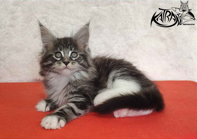 Katran Odessa - Кошеня мейн-кун 2 місяця