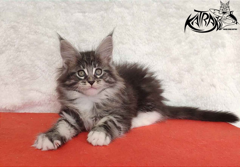 Katran Odessa - Кошеня мейн-кун 2 місяця