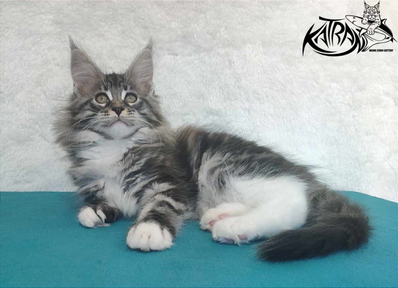 Katran Odessa - Кошеня мейн-кун 3 місяця