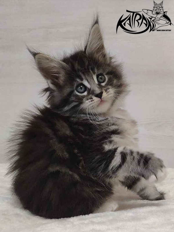 Katran Odessa - Кошеня мейн-кун 1 місяць 2 тижні