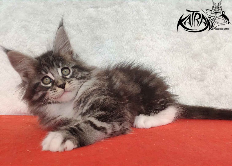 Katran Odessa - Кошеня мейн-кун 2 місяця