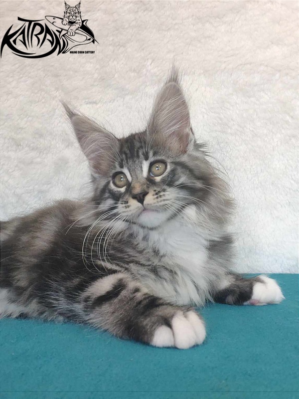 Katran Odessa - Кошеня мейн-кун 3 місяця