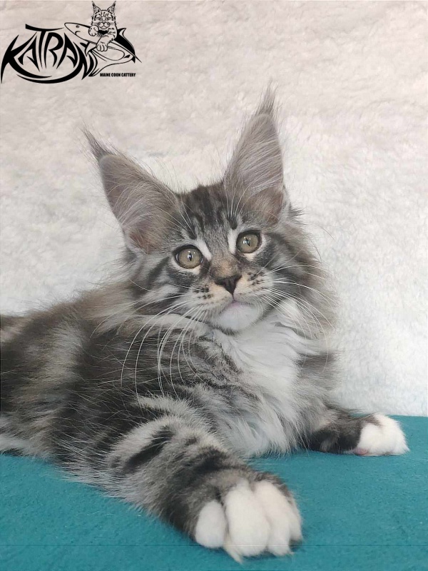 Katran Odessa - Кошеня мейн-кун 3 місяця