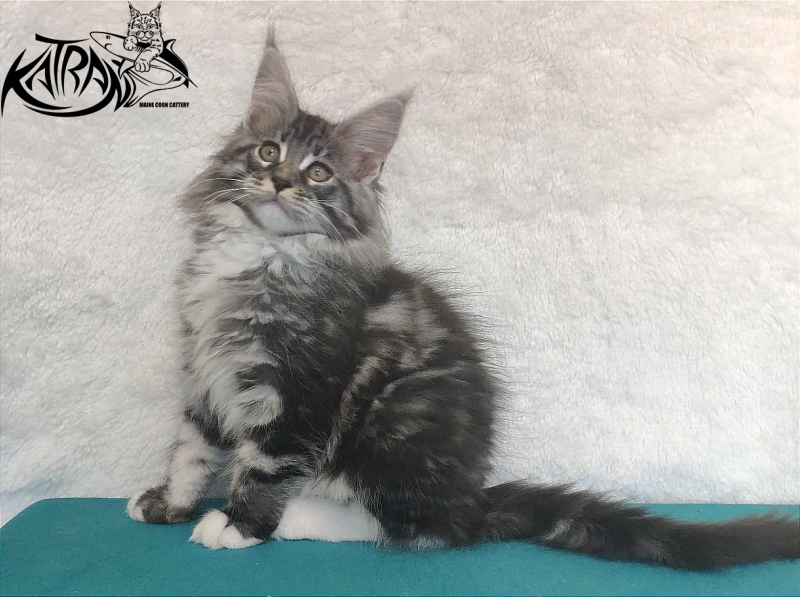 Katran Odessa - Кошеня мейн-кун 3 місяця
