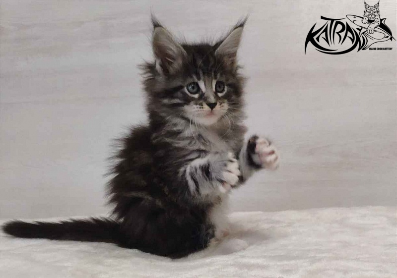 Katran Odessa - Кошеня мейн-кун 1 місяць 2 тижні