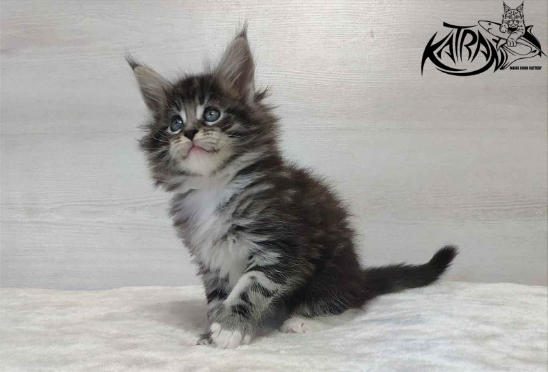 Katran Odessa - Кошеня мейн-кун 1 місяць 2 тижні