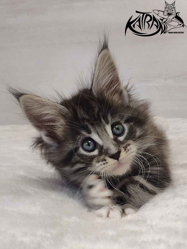 Katran Odessa - Кошеня мейн-кун 1 місяць 2 тижні
