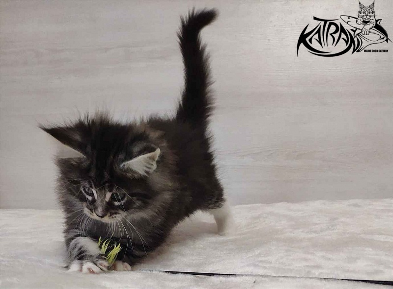 Katran Odessa - Кошеня мейн-кун 1 місяць 2 тижні