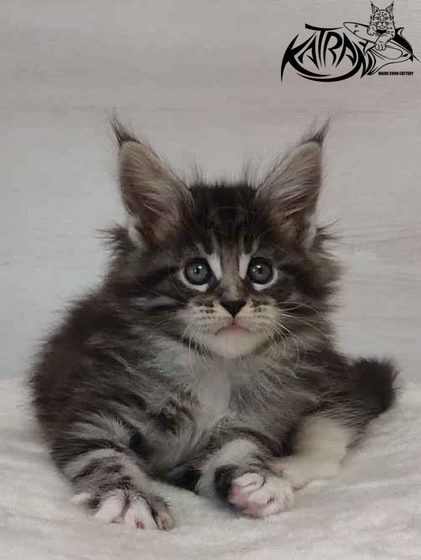 Katran Odessa - Кошеня мейн-кун 1 місяць 2 тижні