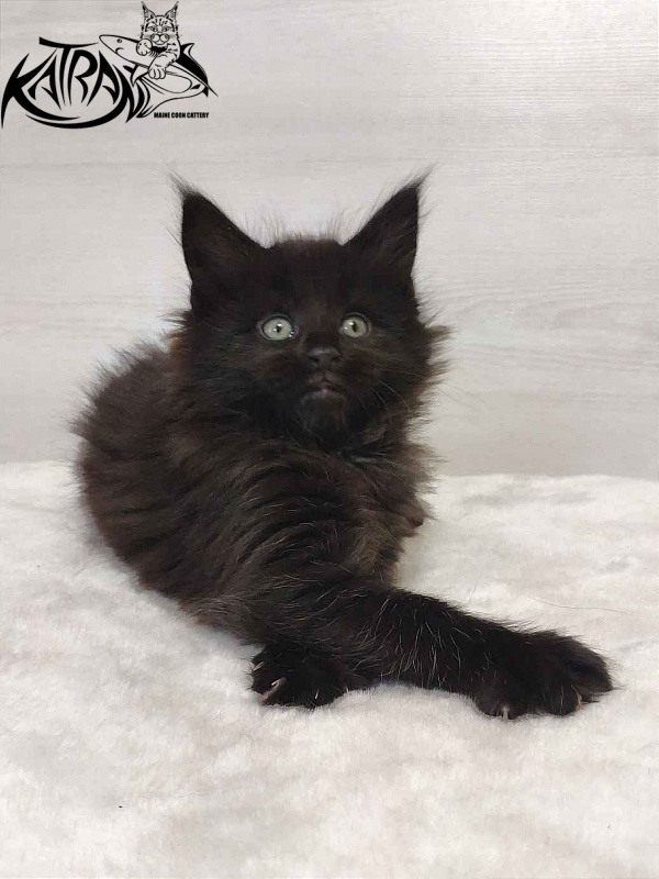 Katran Odri - Кошеня мейн-кун 1 місяць 2 тижні