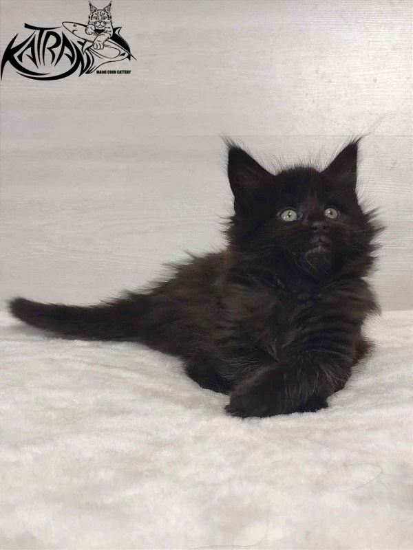 Katran Odri - Кошеня мейн-кун 1 місяць 2 тижні