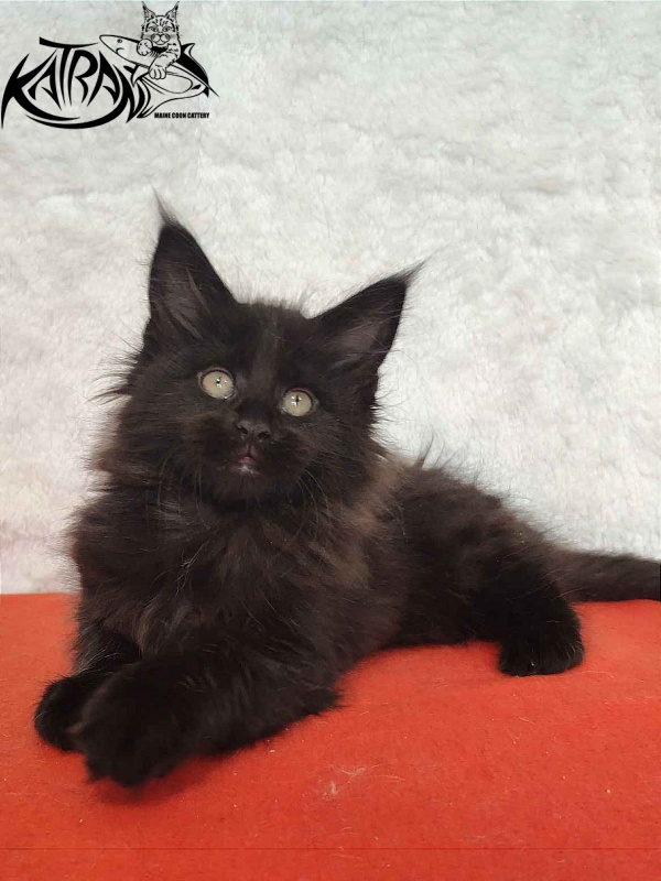 Katran Odri - Кошеня мейн-кун 2 місяця