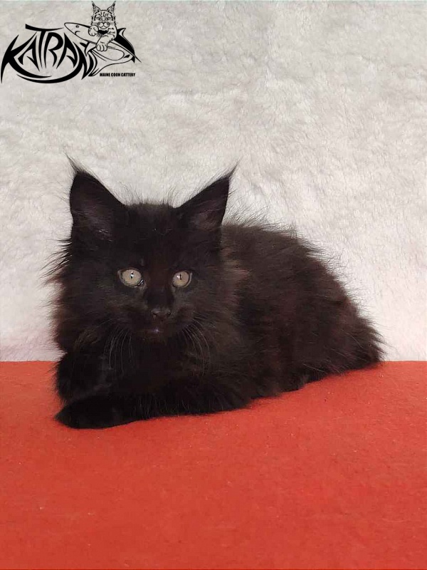 Katran Odri - Кошеня мейн-кун 2 місяця