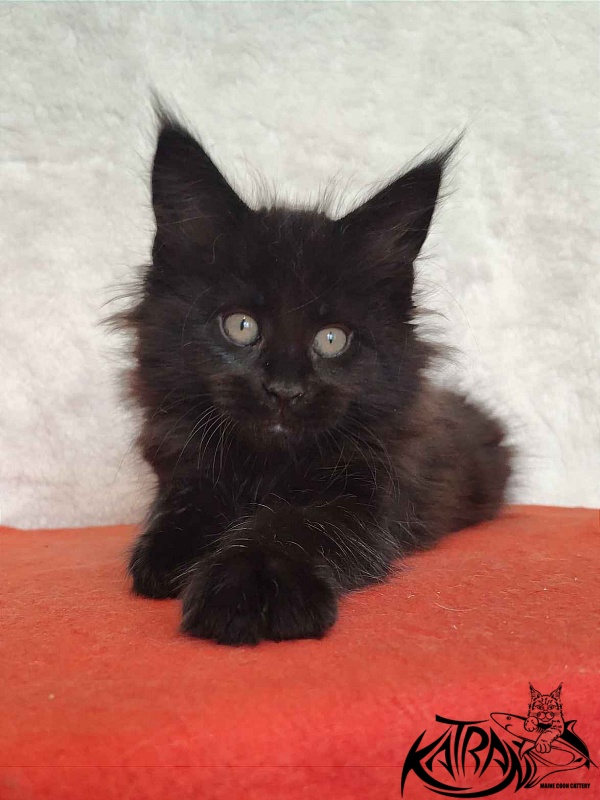 Katran Odri - Кошеня мейн-кун 2 місяця