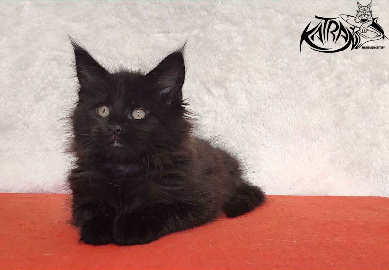 Katran Odri - Кошеня мейн-кун 2 місяця