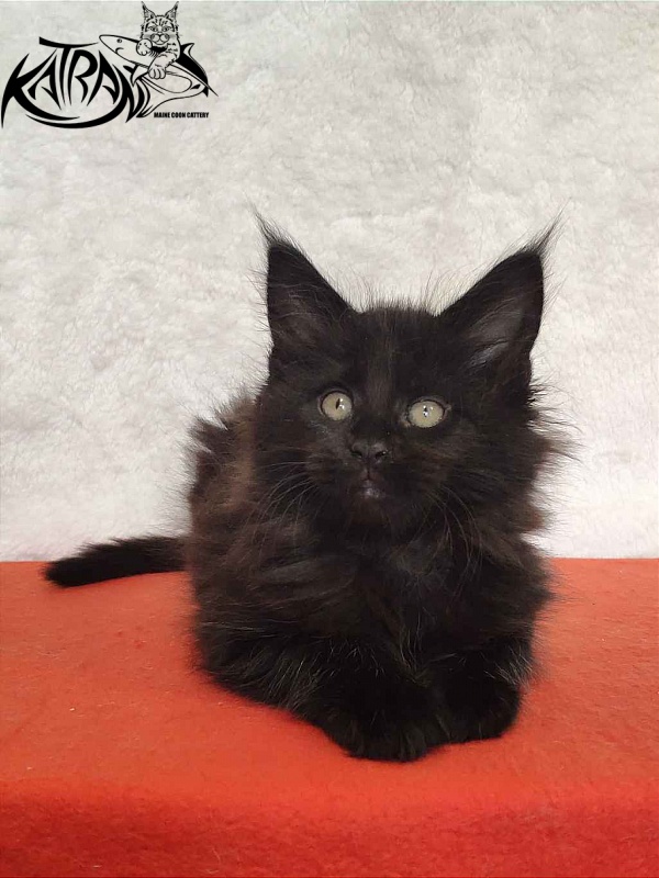 Katran Odri - Кошеня мейн-кун 2 місяця