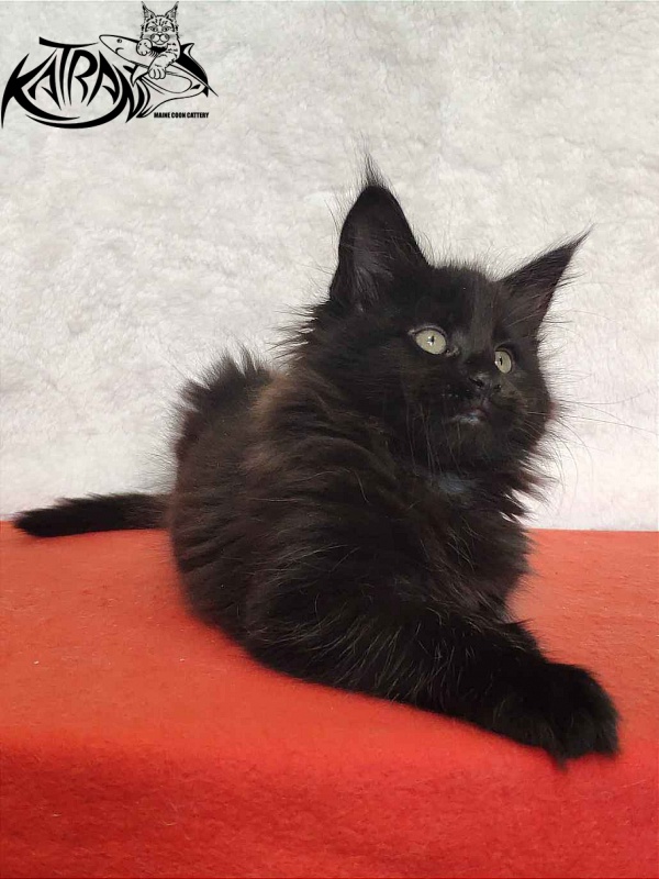 Katran Odri - Кошеня мейн-кун 2 місяця