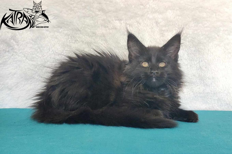 Katran Odri - Кошеня мейн-кун 3 місяця