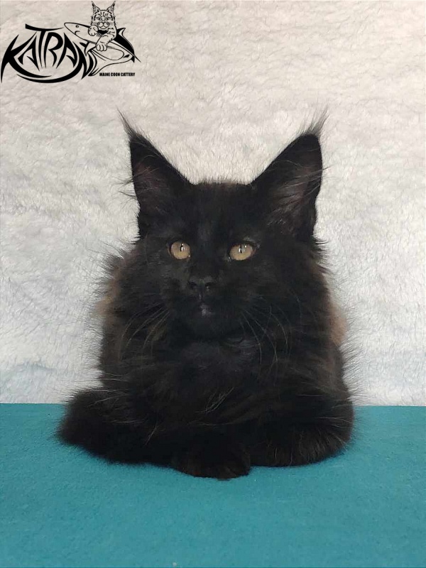 Katran Odri - Кошеня мейн-кун 3 місяця