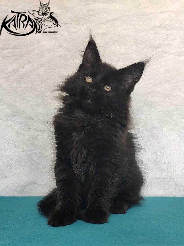 Katran Odri - Кошеня мейн-кун 3 місяця