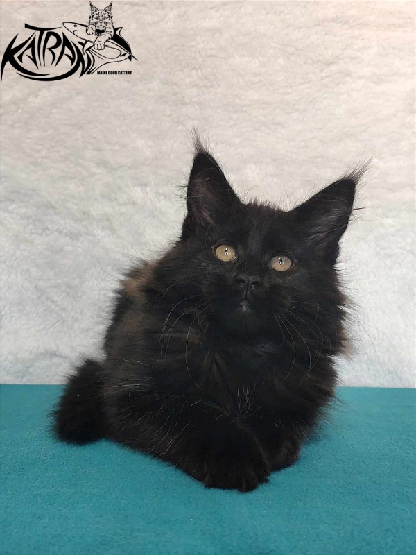 Katran Odri - Кошеня мейн-кун 3 місяця