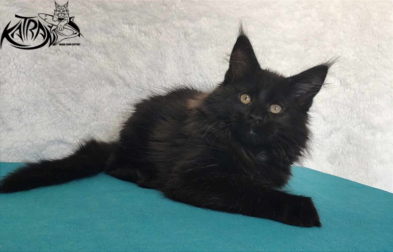 Katran Odri - Кошеня мейн-кун 3 місяця