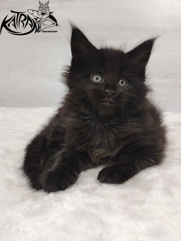 Katran Odri - Кошеня мейн-кун 1 місяць 2 тижні
