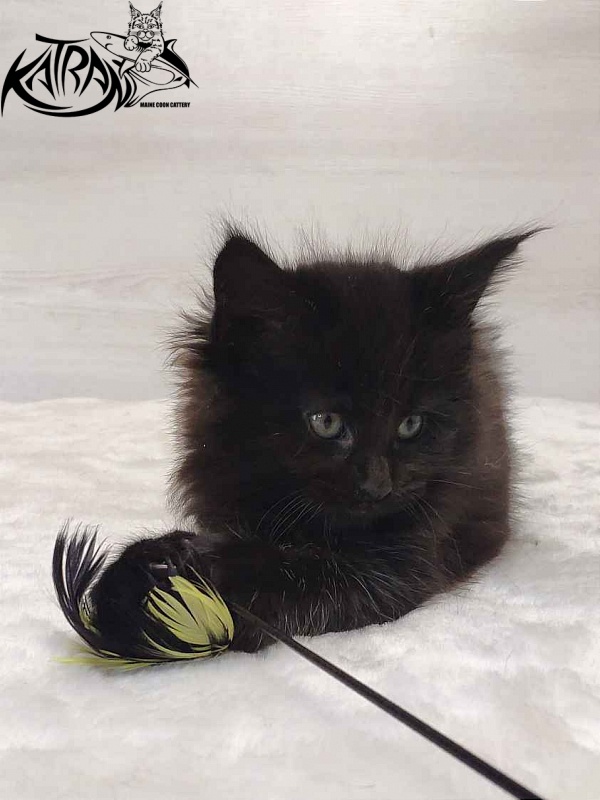 Katran Odri - Кошеня мейн-кун 1 місяць 2 тижні