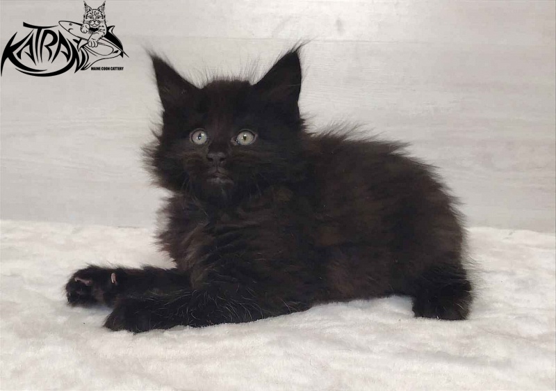 Katran Odri - Кошеня мейн-кун 1 місяць 2 тижні