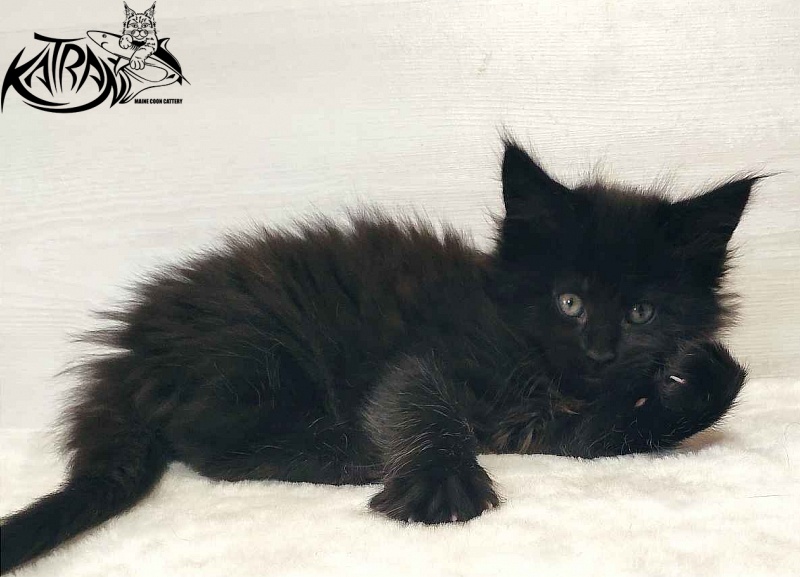 Katran Odri - Кошеня мейн-кун 1 місяць 2 тижні