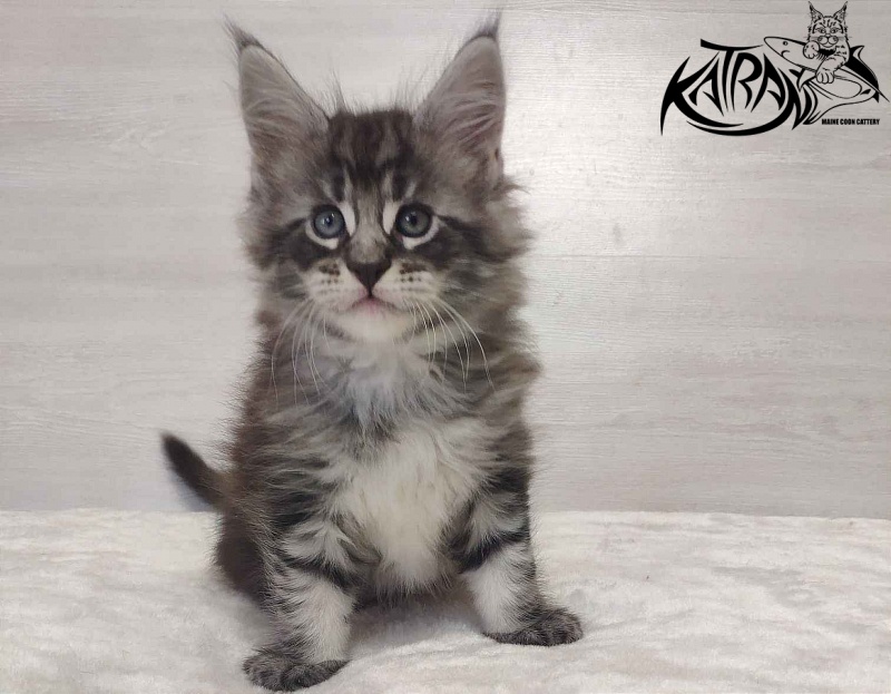 Katran Orion - Кошеня мейн-кун 1 місяць 2 тижні