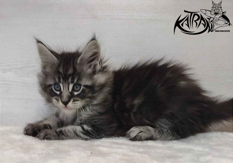 Katran Orion - Кошеня мейн-кун 1 місяць 2 тижні