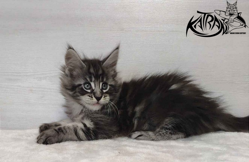 Katran Orion - Кошеня мейн-кун 1 місяць 2 тижні